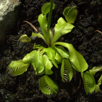 Dionaea muscipula (Dionée, Gobe-mouche, attrappe-mouche, piège à loup)