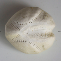 Echinocardium cordatum (Oursin coeur, Oursin de sable)