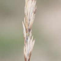 elytrigia_x_laxa4md (Elytrigia x laxa)