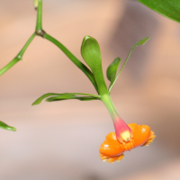 epidendrum_pseudepidendrum3md