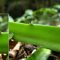 hylocereus_trigonus3md