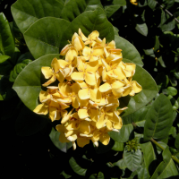 ixora_coccinea4md