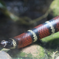 lampropeltis_triangulum_stuarti2bd