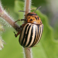 Leptinotarsa decemlineata (Doryphore)