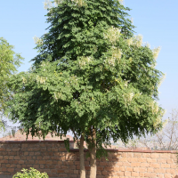 Millingtonia hortensis (Jasmin en arbre)