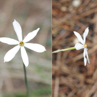 Narcissus serotinus (Narcisse d'automne, Narcisse terdif)