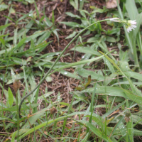 Nothoscordum gracile (Ail bâtard)