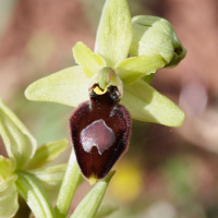 ophrys_arachnitiformis8md