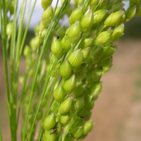 panicum_miliaceum4md