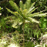 phyllanthus_mimosoides5md