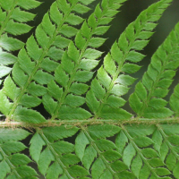 polystichum_x_bicknellii4md