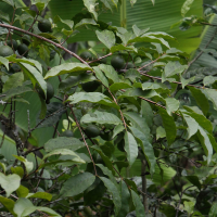 psidium_friedrichsthalianum3md