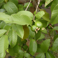 psidium_guajava5md