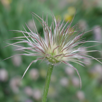 pulsatilla_vulgaris4md