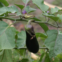 solanum_melongena2bd (Solanum melongena)