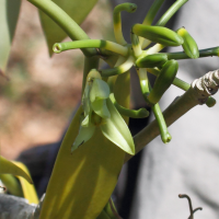 vanilla_planifolia7bd (Vanilla planifolia)
