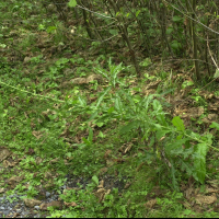 Verbascum blattaria (Herbe aux mites, Molène blattaire)
