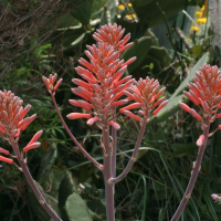 aloe_saponaria2md (Aloe maculata)