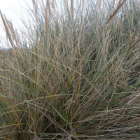 ammophila_arenaria2md (Ammophila arenaria)