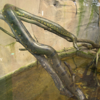 Anaconda_murinus