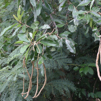 Capparis flexuosa (Bois-couleuvre, Mabouya)