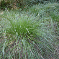 Carex paniculata (Laîche paniculée)