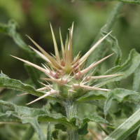 centaurea_calcitrapa2md (Centaurea calcitrapa)