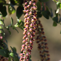 coriaria_ruscifolia3md