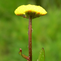 cotula_coronopifolia5md (Cotula coronopifolia)