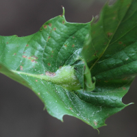 Dryocosmus kuriphilus (Cynips du châtaignier, Galle du châtaignier)