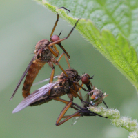 Empis sp. (Mouche, Moucheron)