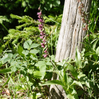 Epipactis atrorubens (Épipactis pourpre, Épipactis rouge sombre)