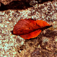 Gastropacha quercifolia (Feuille morte du chêne)