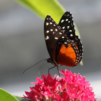 heliconius_hecale4bd