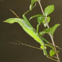 heteropteryx_dilatata4md