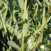 leucanthemum_vulgare4md