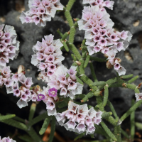 limonium_papillatum3md