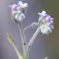 myosotis_arvensis3md