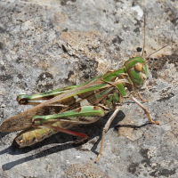 Oedaleus decorus (Oedipode soufrée)