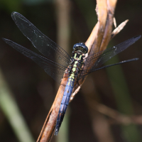 orthetrum_azureum4bd