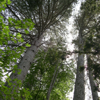 Pinus nigra ssp. laricio (Laricio, Pin Laricio de Corse)