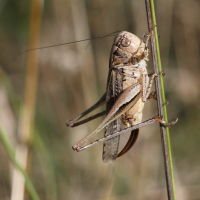 platycleis_albopunctata6bd