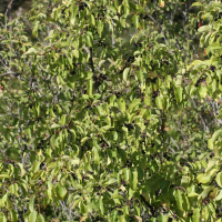 Rhamnus cathartica (Bourgue-épine, Noirprun, Nerprun purgatif)