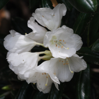 rhododendron_yakushimanum2md