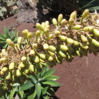 agave_attenuata6bd (Agave attenuata)