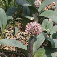 allium_karataviense2md (Allium karataviense)