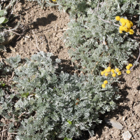 Artemisia glacialis (Génépi des glaciers)