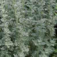Artemisia maritima (Absinthe de mer)