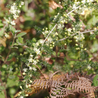 asparagus_acutifolius3md (Asparagus acutifolius)