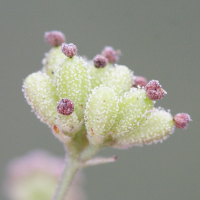 boerhavia_coccinea2md (Boerhavia coccinea)